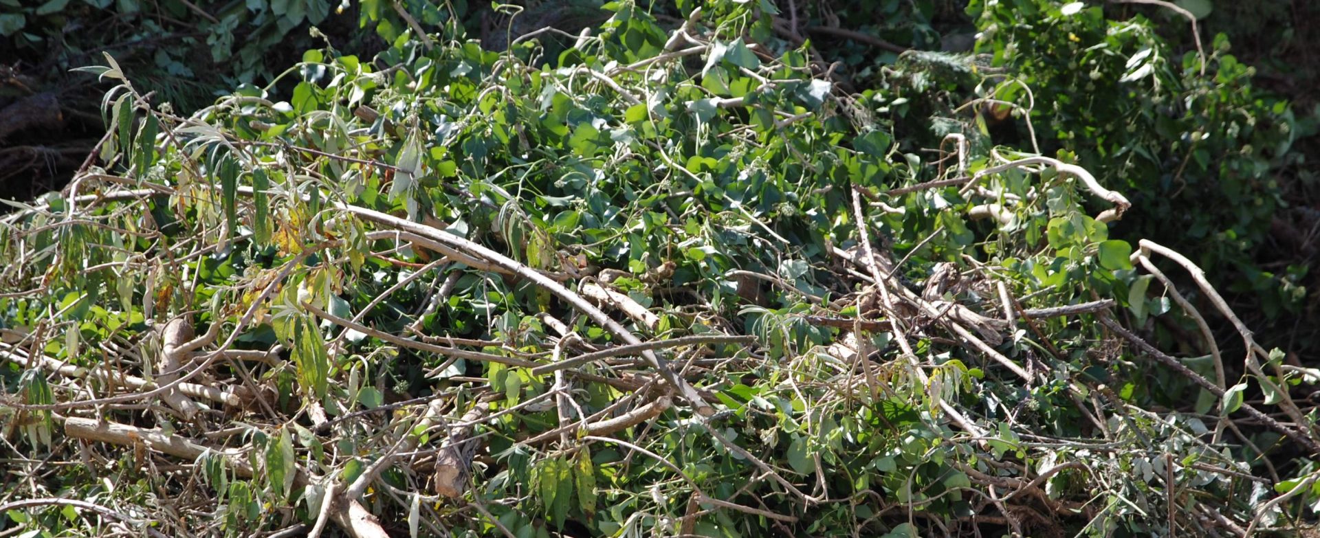 déchets verts