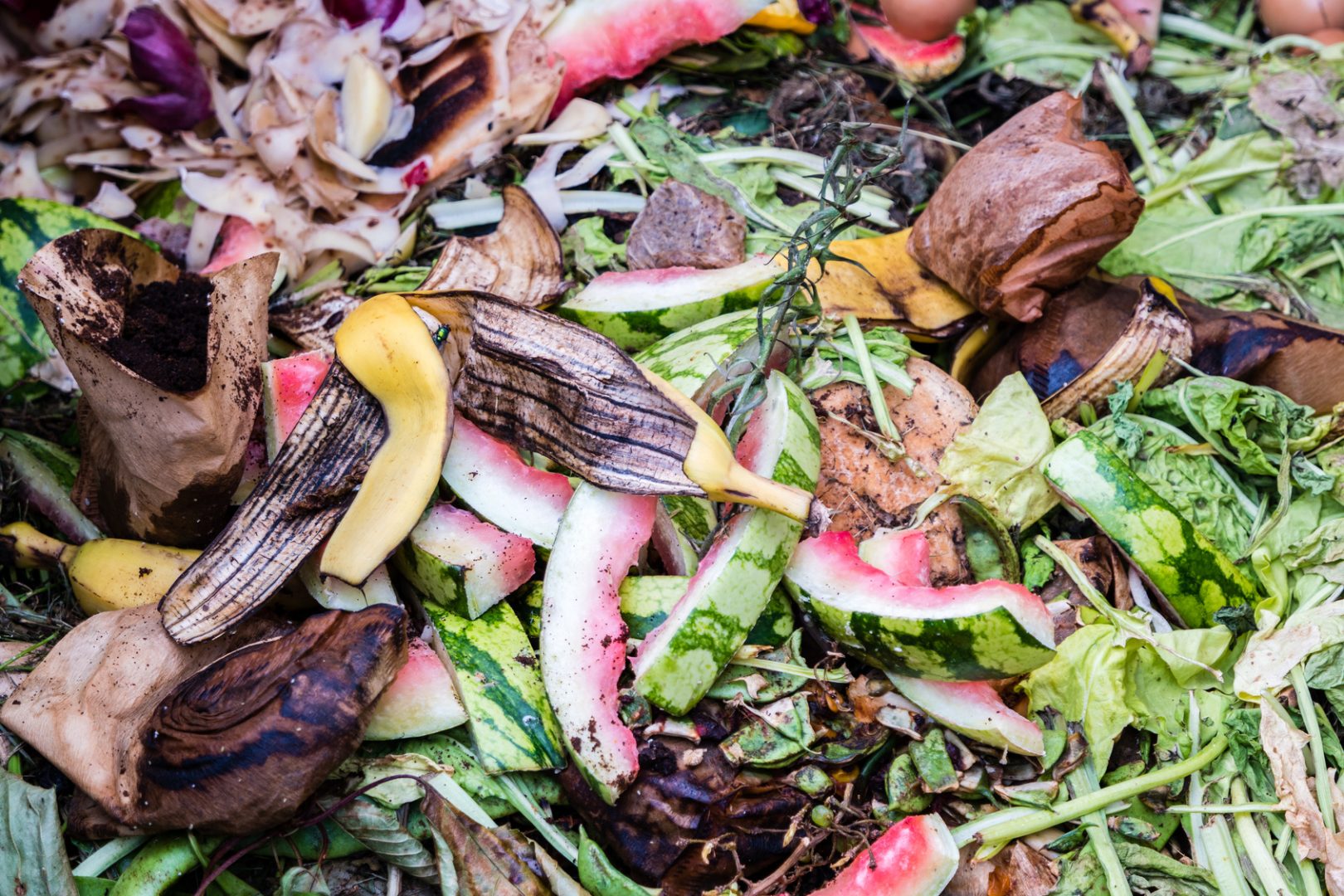 biodéchets déchets organiques