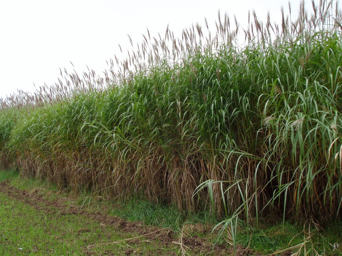 miscanthus