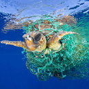 Drame des déchets plastiques en mer. Photo FRANCIS PEREZ / AP / SIPA, Premier prix dans la catégorie Nature au palmarès du World Press Photo 2017 