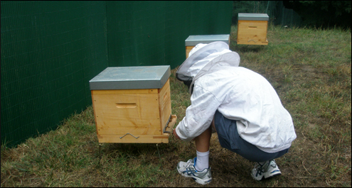 installation des ruches