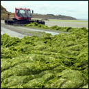 ramassage des algues vertes