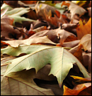 feuilles mortes
