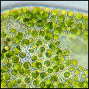 Chlorella