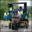 collecte hippomobile des déchets