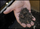 Compost de Signes