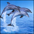 Dauphins