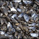 déchets de moules