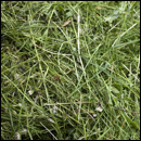 herbe fauchée