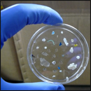 microplastiques