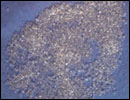 Poudre de verre