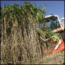 Recolte du miscanthus