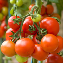 tomates