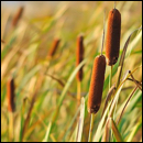 typha